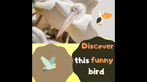 Discover this lovely white bird