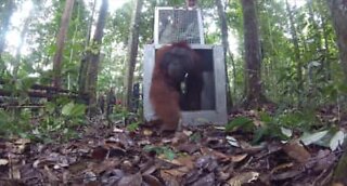 Três orangotangos resgatados voltam finalmente para casa!