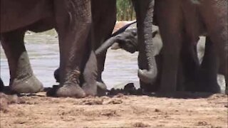 Des éléphants sauvent un éléphanteau de la noyade