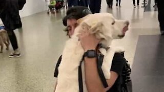 Man and his dog's touching airport reunion