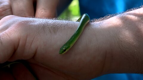 Smooth green snake is one of the most beautiful in North America