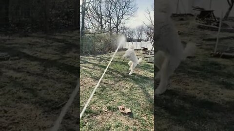 Dog vs hose