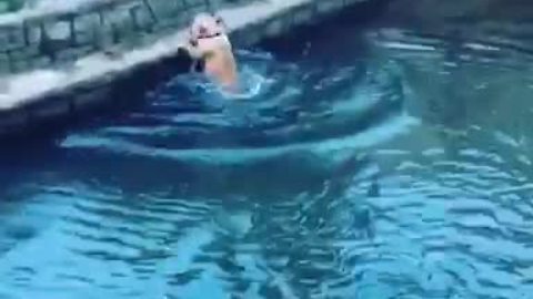 Bulldog's Hunt Fails When Ducks Changed Their Course Of Swimming