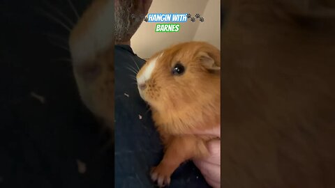 🐾🐾Hangin With🐾🐾 Barnes #guineapigshorts #guineapiggy #guineapig #channel #pets #shortvideo