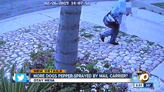 More dogs possibly pepper-sprayed by mail carrier