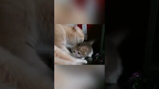 #funny #video #animals #pets #shorts #trending