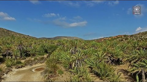 Drone captures Europe's largest palm tree forest in Vai, Crete