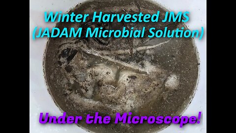 Winter harvested JMS under the Microscope! Will the microbes wake up?