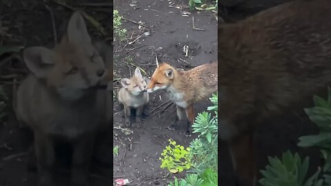 too cute 🥰 mum and baby #foxes #cuteanimals #whitenoiseforsleep #animalshorts #foxesofinstagram