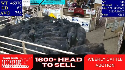 1/24/2023 - Beaver County Stockyards Livestock Auction