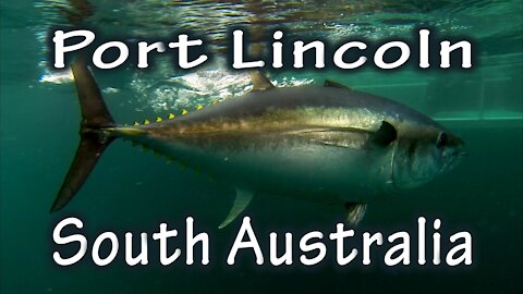 'Swim With The Tuna', Port Lincoln - South Australia