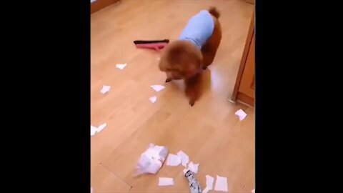 this dog really likes cleaning