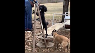 Malinois and poodles first attempt at obstacle course