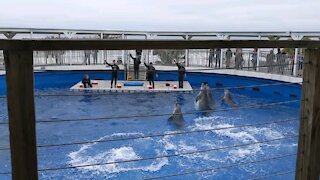 December dolphin show