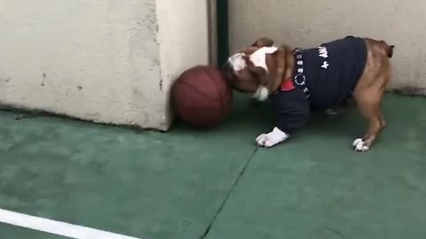 English Bulldog plays soccer with a basketball
