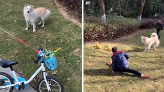 Well-trained Pup Plays With Kids After Getting Permission