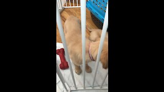 Golden retriever puppy has the hiccups.