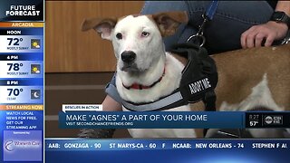 Rescues in Action Feb. 9 | Agnes needs forever home