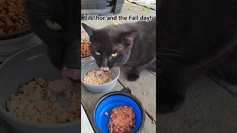 Lil Thor and The Fall Day #cats #cattreats #outdoorcats #Fall