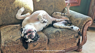 Funny Great Dane Loves To Sleep On His Back Beside Lion Painting