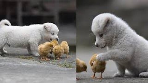 Sweet Puppy Playing With Baby Chicks Will Brighten Your Day