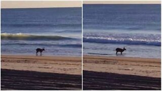 Hjort hygger på stranden