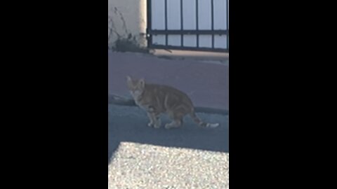 Wild cat walking in my street unbelievable