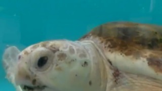 Dangerous surf impacting sea turtle nesting