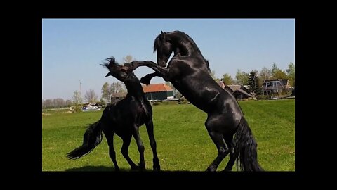 Friesian horse videos | wonderful fight scene in the field