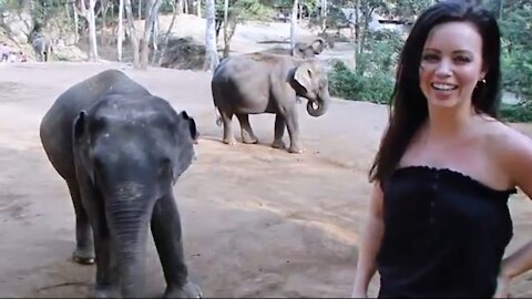 Elephant's and Women Love - Samviral