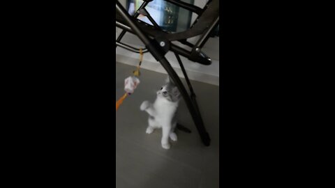 The cute baby cat is playing with toys!