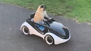 Super cool pug cruises along in remote controlled car