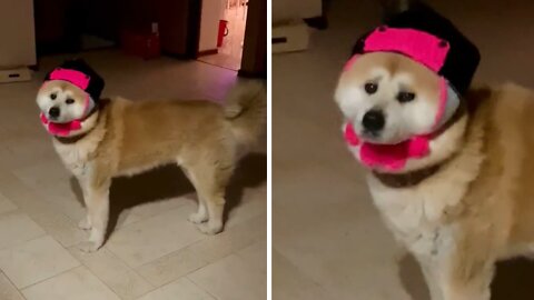 Akita Inu not thrilled at all about her new hat