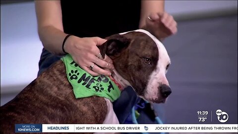 Pet of the Week: Meet Pongo the Pit!