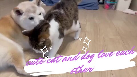 Cute cat and dog love each other