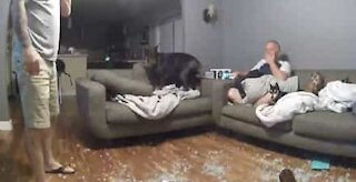 Dobermann trips over sofa and annihilates glass table