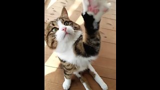 The Cutest High - Five Incoming