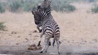 Zebras travam batalha épica em Parque Nacional na África