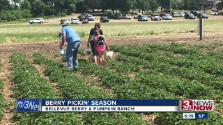 Berry picking season starts in Bellevue