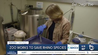 San Diego Zoo working to save Rhino species