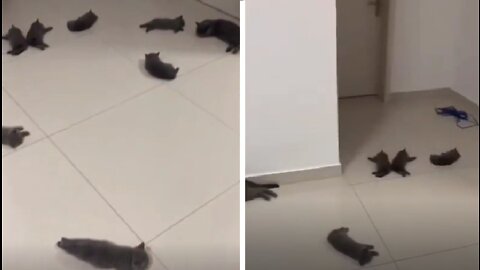 Kittens on heated flooring