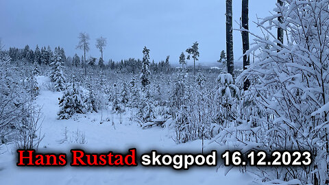 Skogpod 16. desember 2023