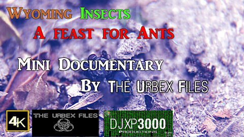 Wyoming Insects : A feast for Ants By : The Urbex Files