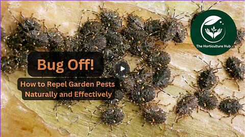 Bug Off! How To Repel Garden Pests Naturally And Effectively