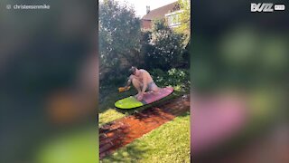 Pai leva filhos a surfar no jardim!