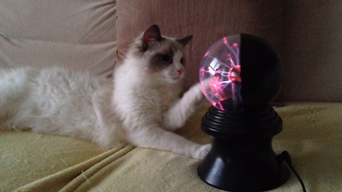 Cat completely mesmerized by plasma ball