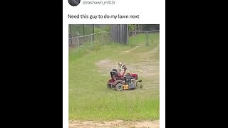 Cute doggo driving the lawnmower.