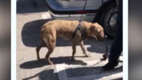 Good Samaritan helps save dog from hot car