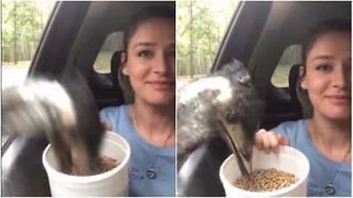 Hungry emu devours food from car