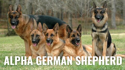 Why spend on home security when you have German Shepherd's Gang Lined Up| Doggy Hub
